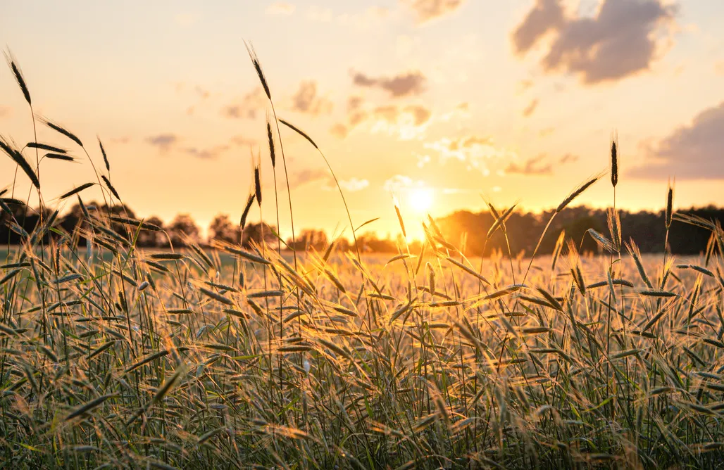 noclegi AlohaCamp Rogowo-Folwark 1