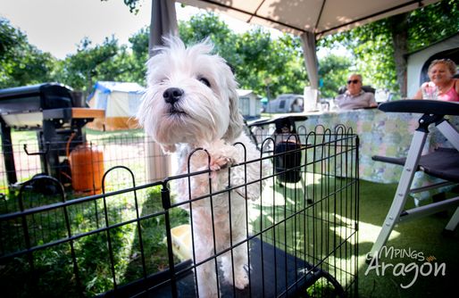 Zdjęcie obiektu Sitio para tiendas - Camping Laspaúles  