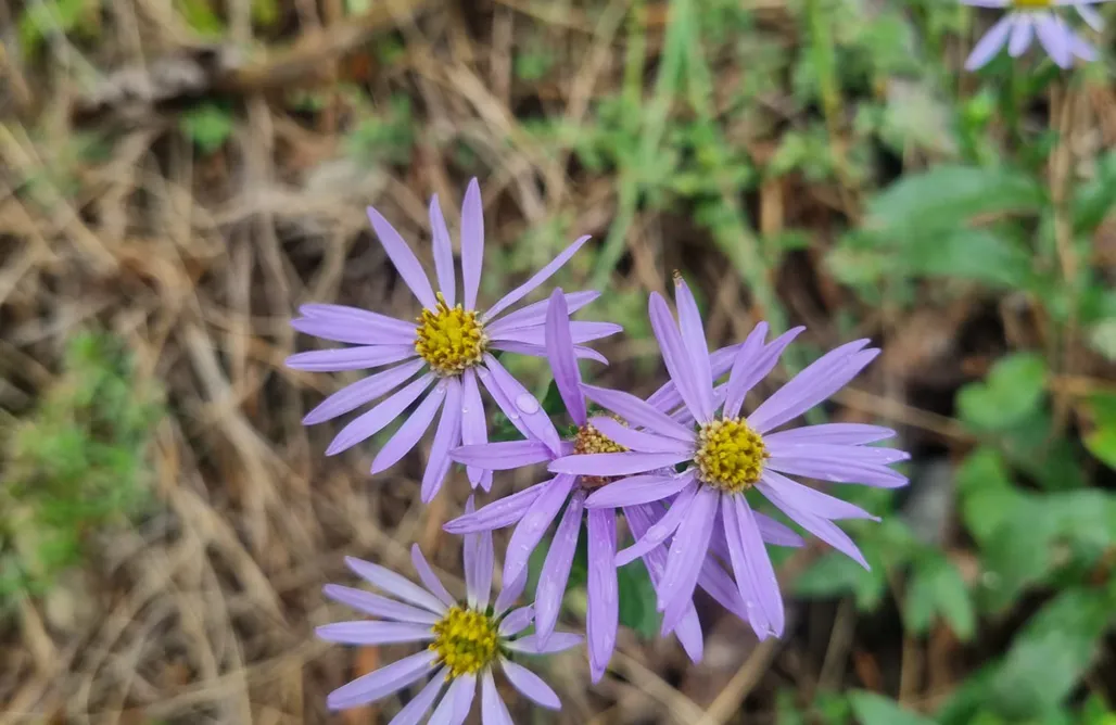 AlohaCamp Chałpa na skarpie 1