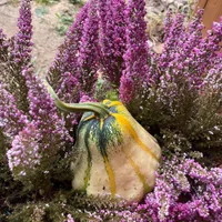 Katarzyna i Wojciech gospodarz Willa Dyniówka 