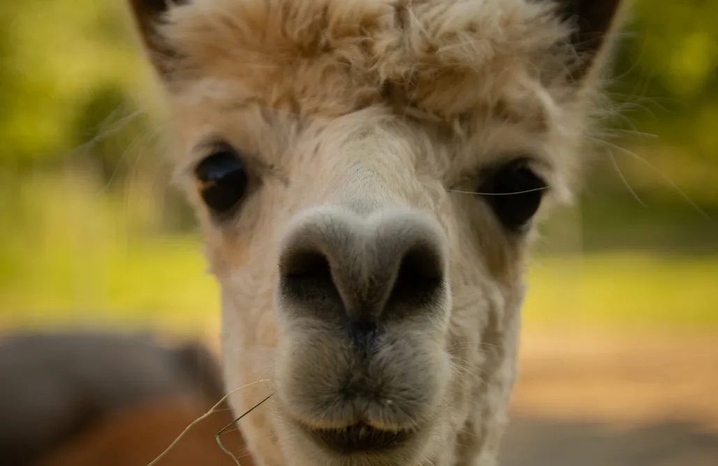 noclegi AlohaCamp Agroturystyka Alpaka Pomorze 1