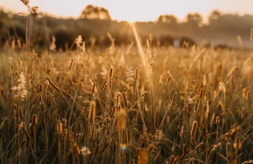 Zdjęcie obiektu Dziadkowe Poletko