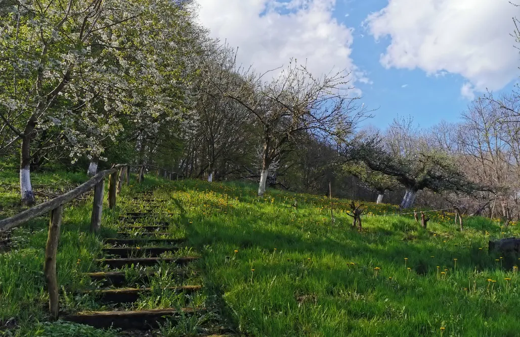 AlohaCamp Domek Samotnia w 3ha ogrodzie  1