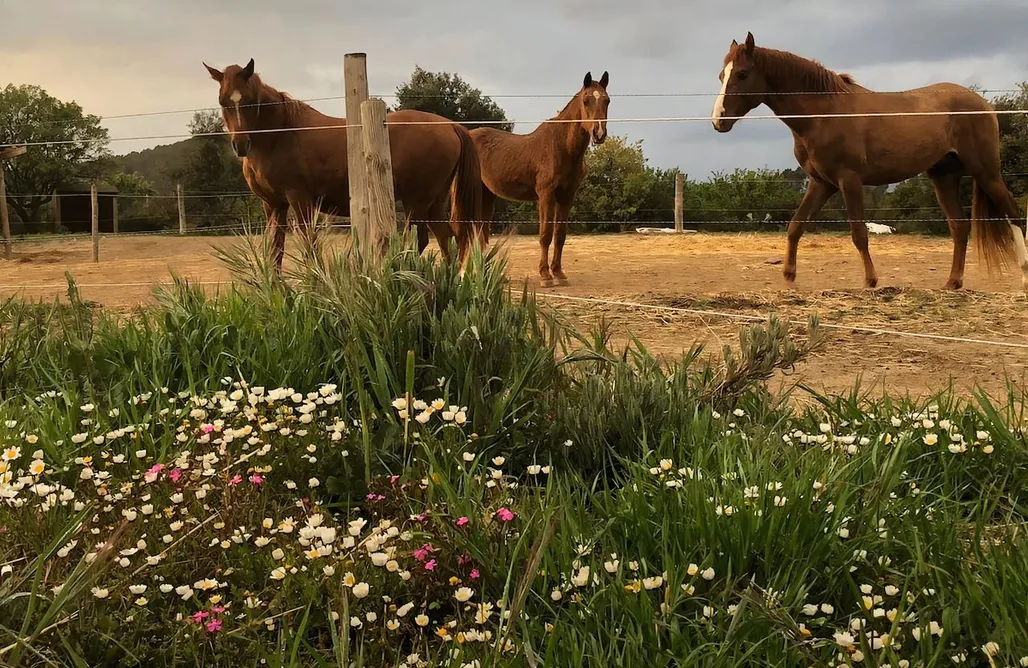 AlohaCamp accommodation Bungalow para 3 personas en granja 4