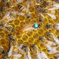 Dariusz Gastgebe Willa pod Babią Górą