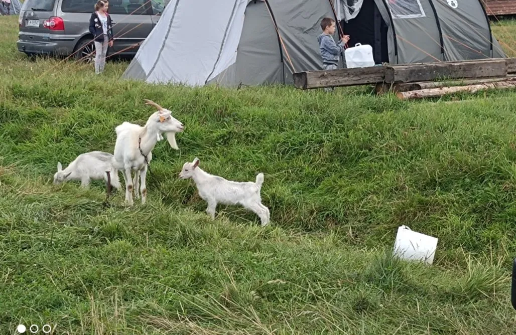 AlohaCamp Miejsce pod namiot 1