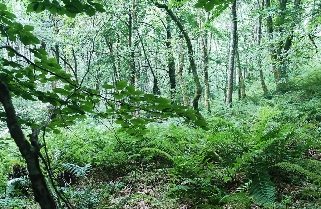 Majorka Last Minute Cabaña Pasiega , La Reina del Paraíso 1
