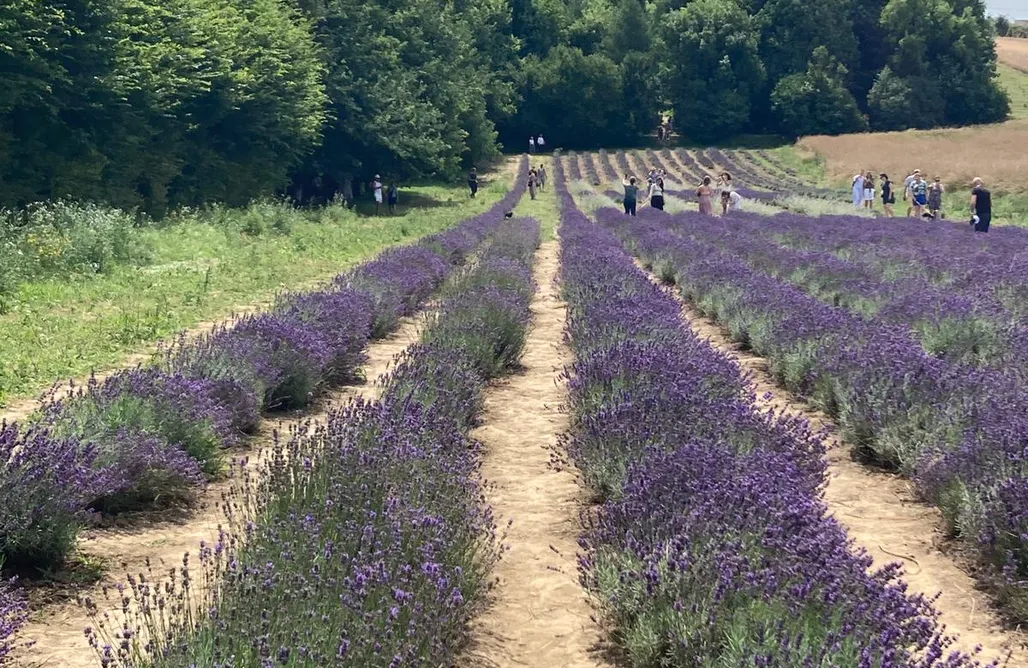 Agroturystyka Jura Krakowsko-Częstochowska Chatka w trawach 1