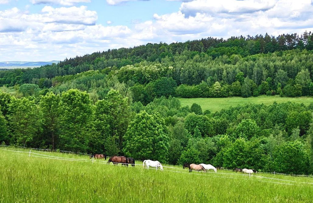 noclegi AlohaCamp Sunrise Camp | Nowoczesna przyczepa kempingowa 1