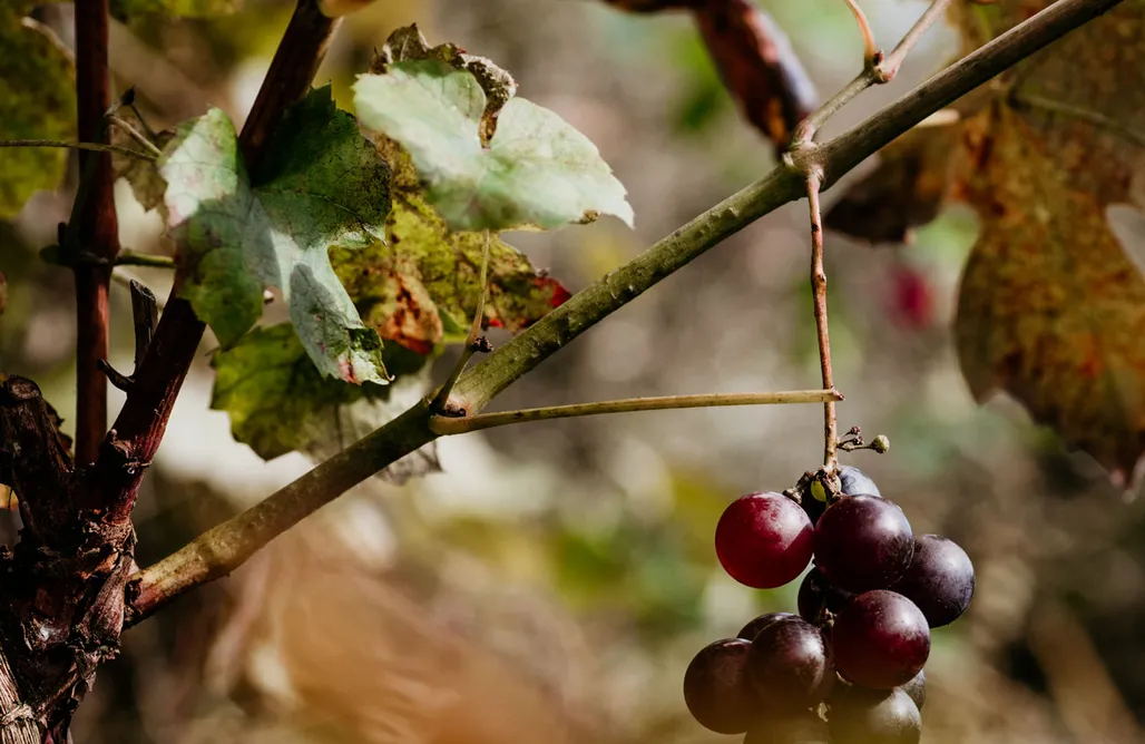 Agroturystyka Kaszuby Tabun 1