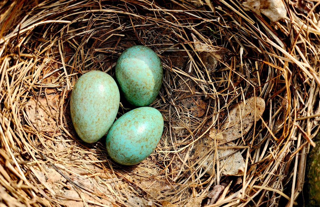 AlohaCamp Chata Zielona 1