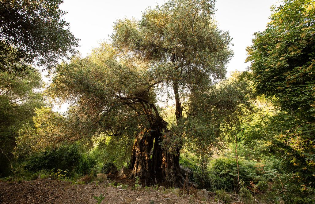 Alloggio AlohaCamp Costa di sognu gites 2 épis terrasse  5