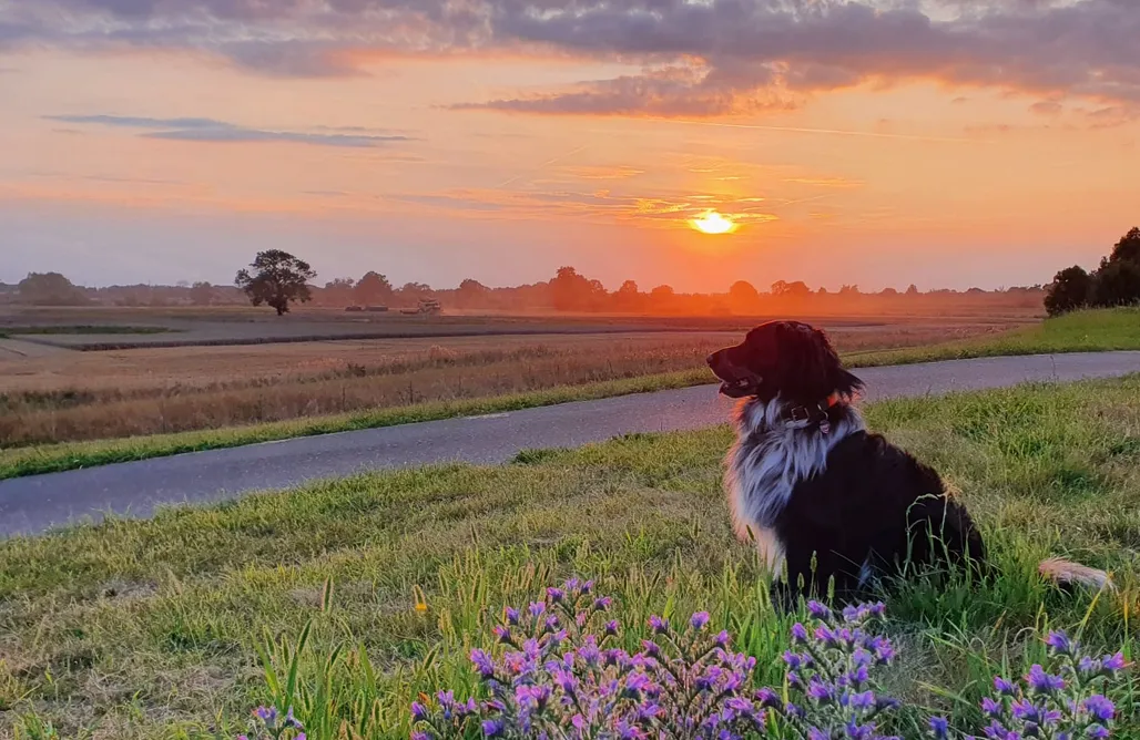 noclegi AlohaCamp Oderbruch26 1