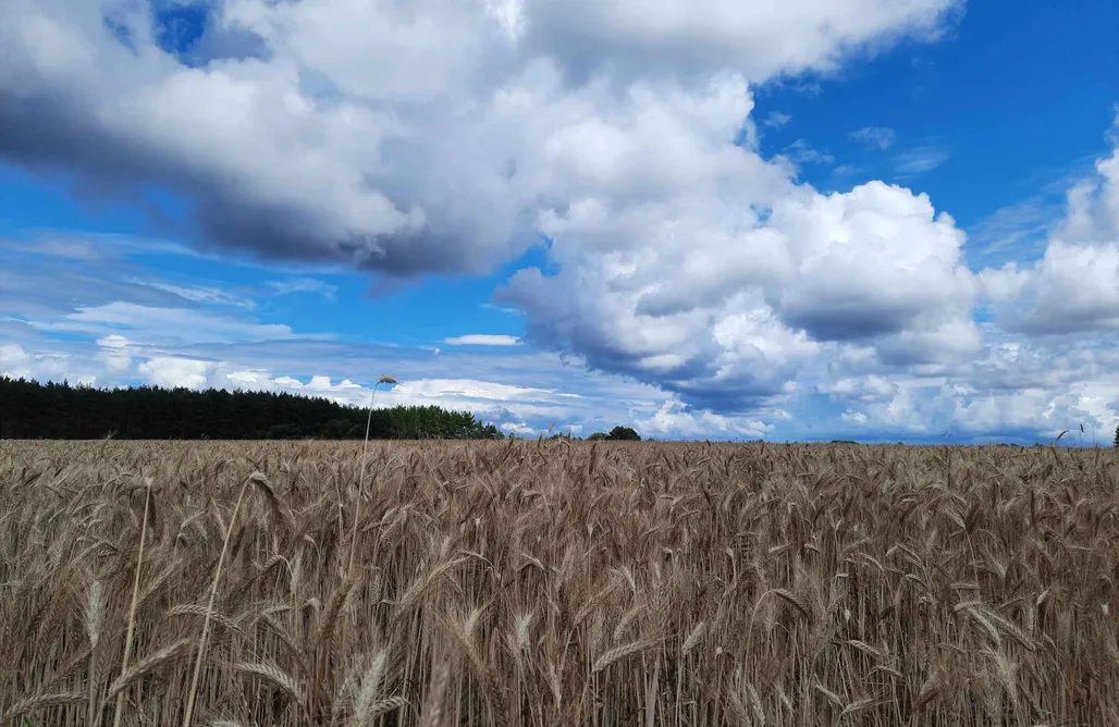 noclegi AlohaCamp Sosnowe Zacisze 1