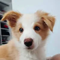 Weronika użytkownik