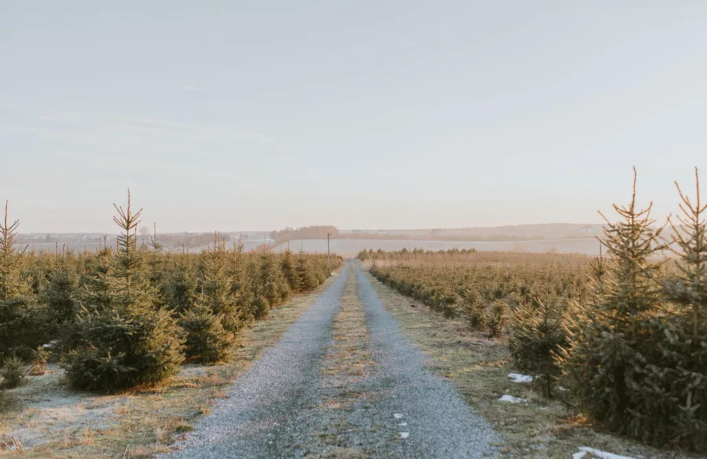 Sielpia Domki Gospodarstwo Agroturystyczne Gabrielnia 1
