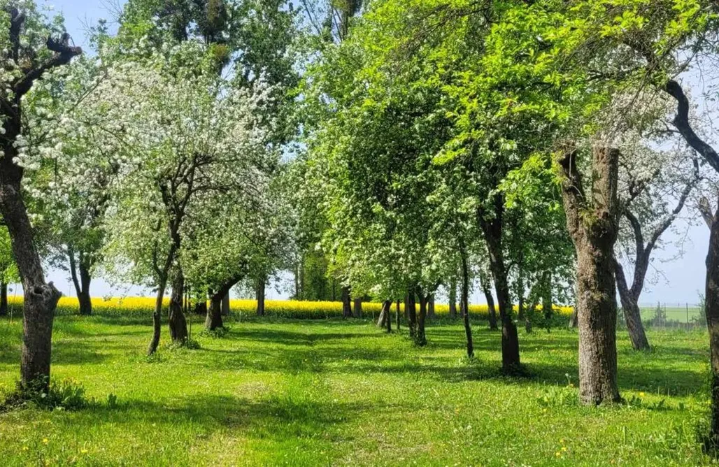 Milejczyce Domki Agroturystyka przy Rajskim Sadzie 3