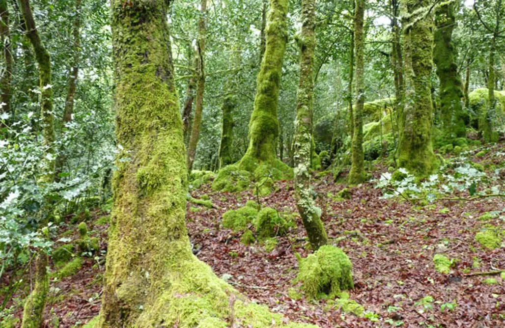 AlohaCamp accommodation Aldea do Porto Martiño 1
