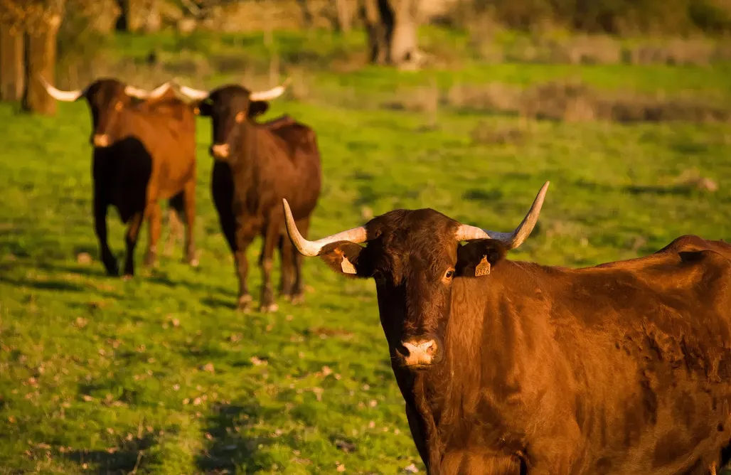 alojamientos AlohaCamp Hábitat Cigüeña Negra  1