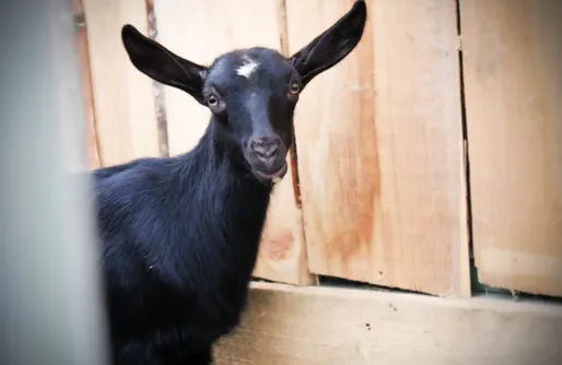 Zdjęcie obiektu Miejsce pod namiot - Biwak Na Sygulnej