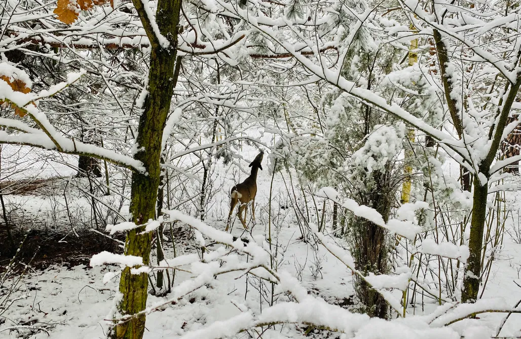 Pole namiotowe Kaszuby Miejsce kamperowe - Gospodarstwo Agroturystyczne Zasadkowe Bory 1