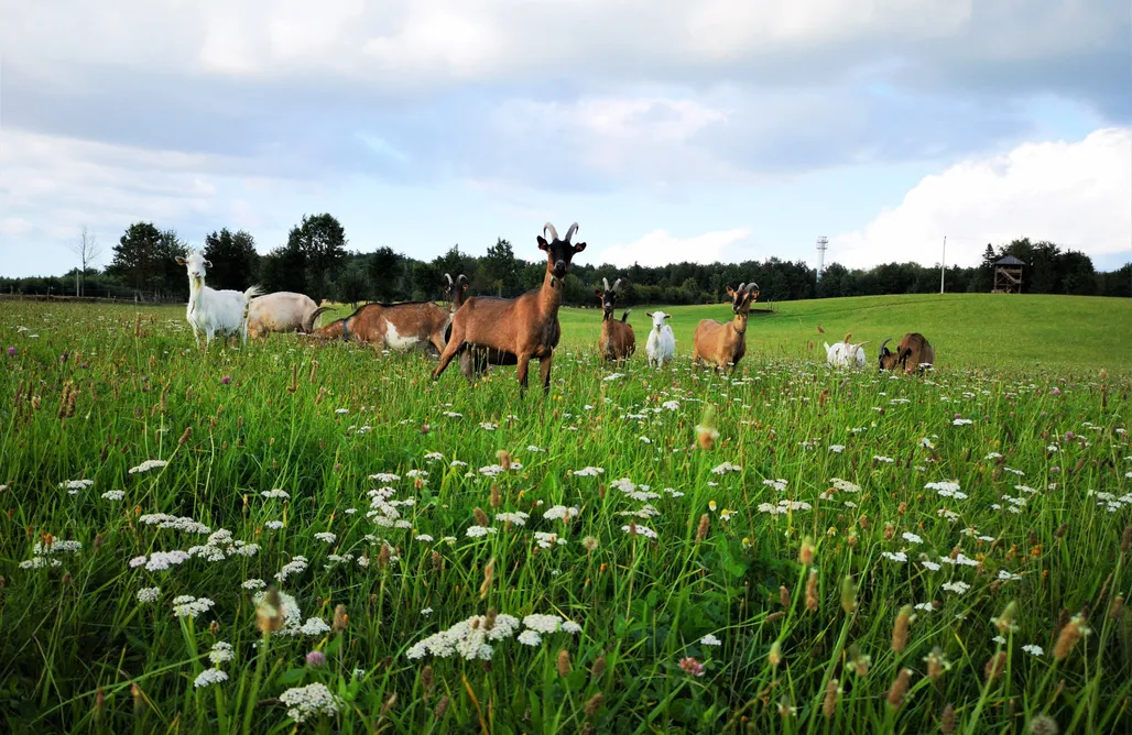 noclegi AlohaCamp Dylewianka 4