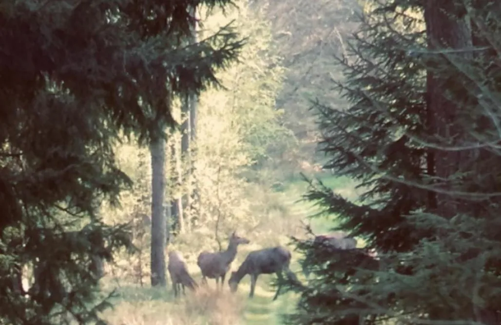 AlohaCamp accommodation Forsthaus Hohe Heide 4