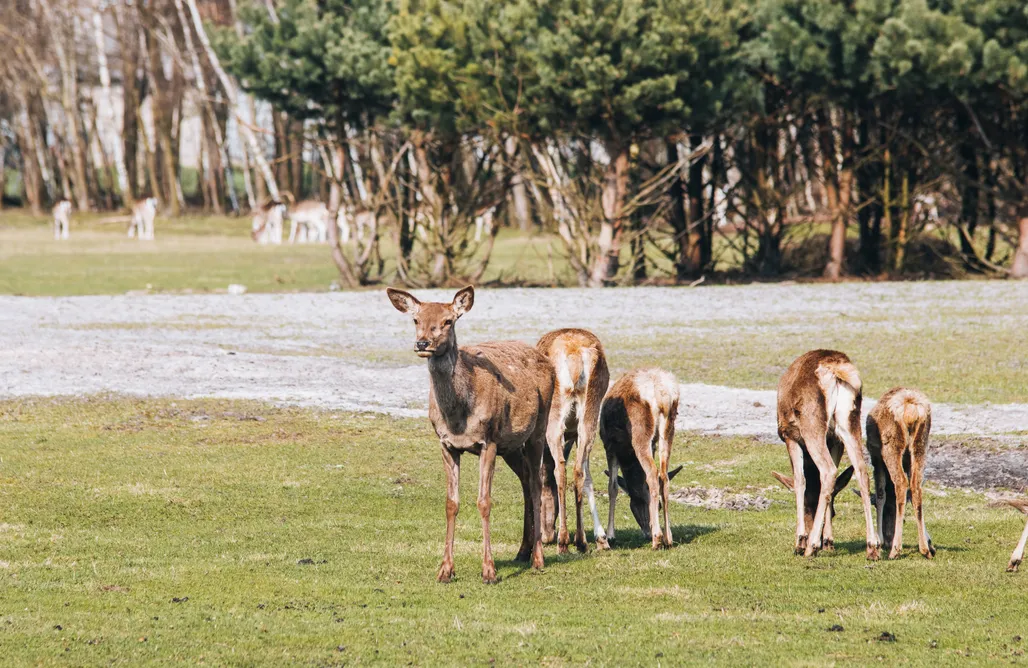 alojamientos AlohaCamp Ranczo Targówka - Domki 1