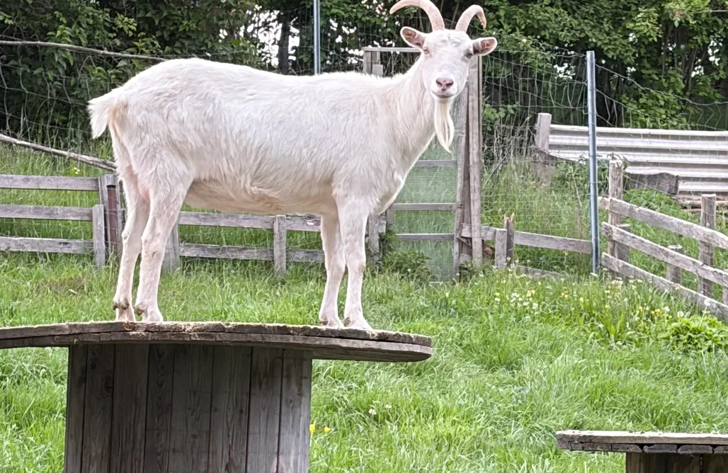 Unterkunft AlohaCamp Kleines Zimmer auf Bauernhof 5