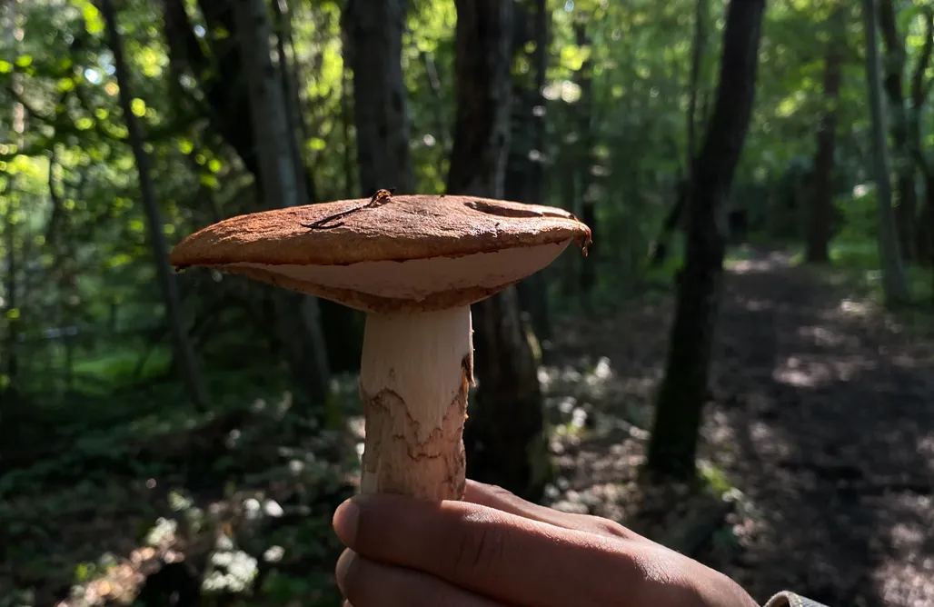 noclegi AlohaCamp Nad Mikowym Potokiem 1