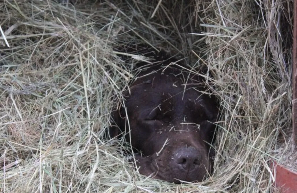 noclegi AlohaCamp Miejsce kamperowe - Stajnia "Koń Polny" 1