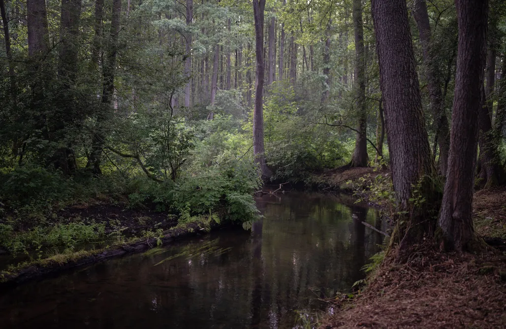 AlohaCamp Karolina 1