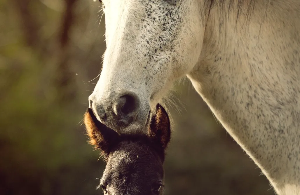 alojamientos AlohaCamp Cork Valley - Pod Houses 1