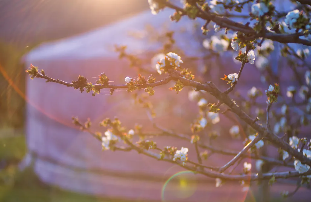 AlohaCamp Yurta Tierra  4