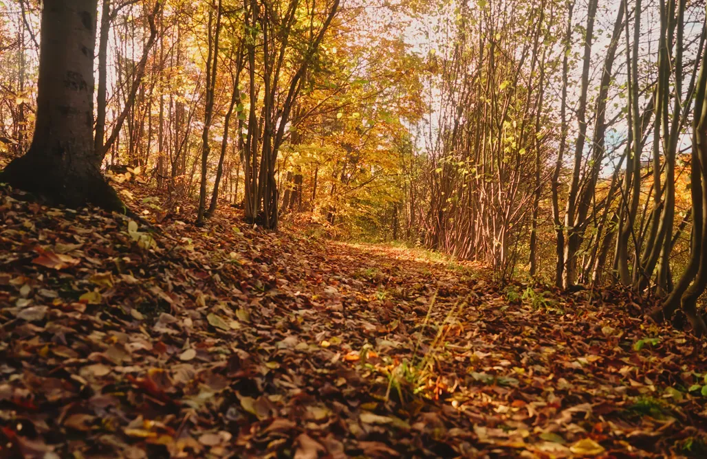 Unterkunft AlohaCamp Domek w sam las 1