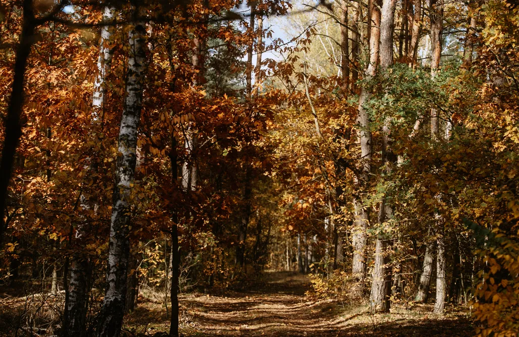 Namiot Glampingowy Obserwatorium | Patoki. Dom i las. 3