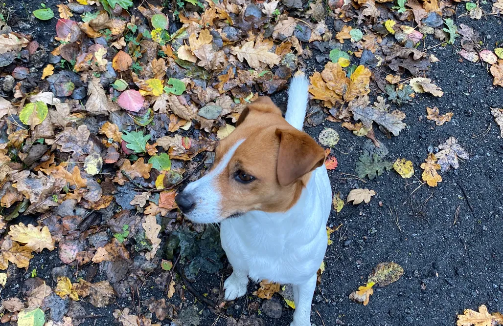 noclegi AlohaCamp Wrzosowisko 1