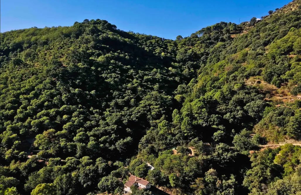 AlohaCamp accommodation Un Yurta Magica en el Corazón del Bosque.  1