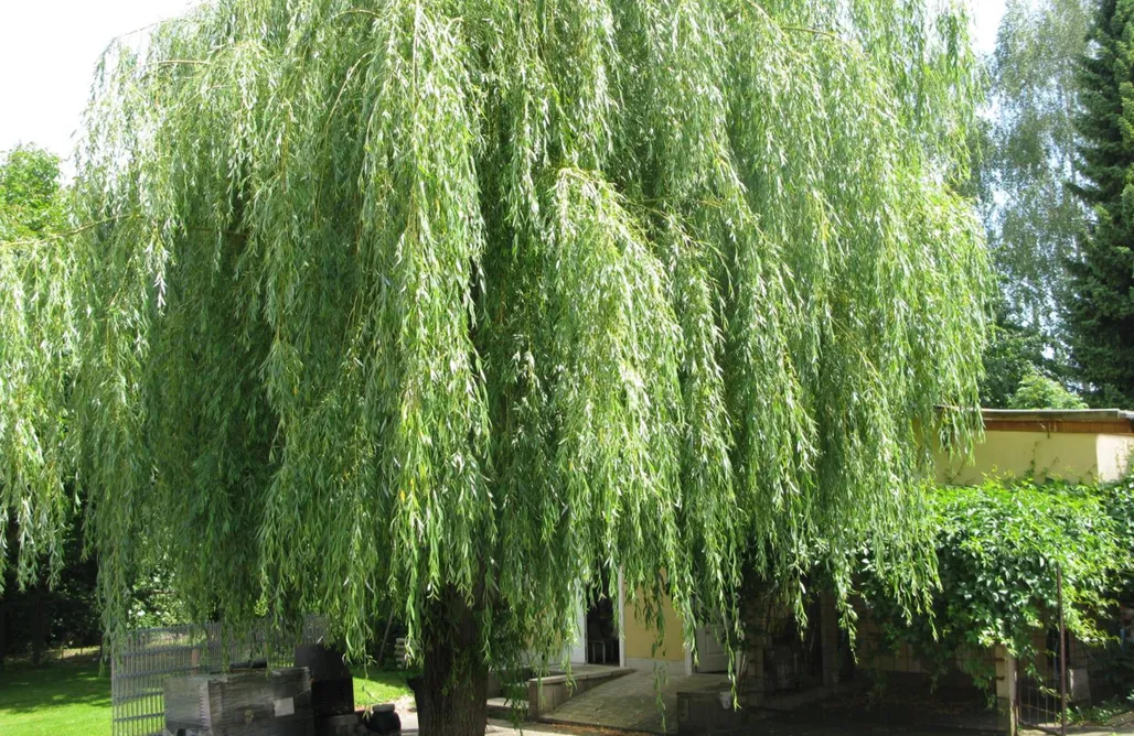 Alojamiento Alemania Fewo Weidenhof 3