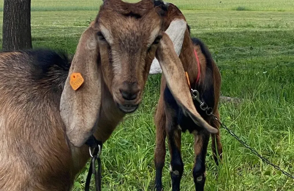 AlohaCamp OstojaGlamp 1