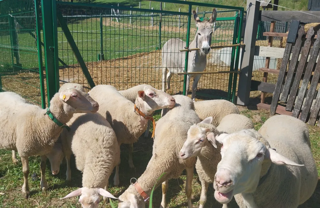 Gdzie Pojechać Na Rocznicę Ślubu W Polsce Domek pod Zielonym Aniołem - otulony naturą 1