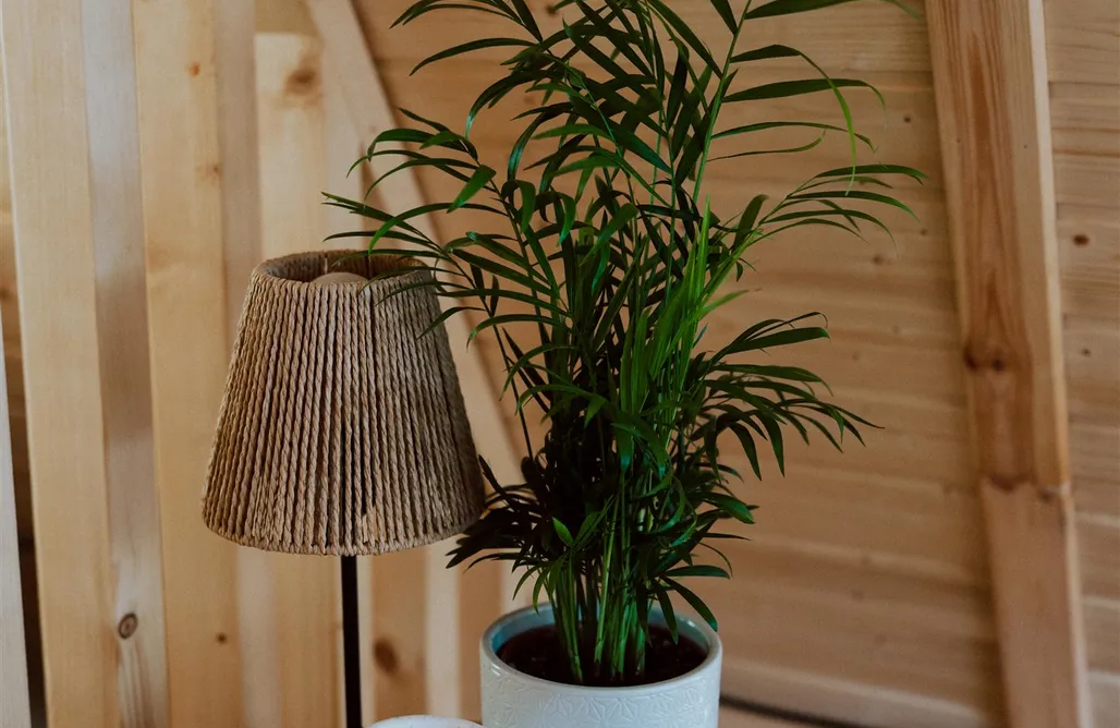 AlohaCamp Znikam do Lasu 3