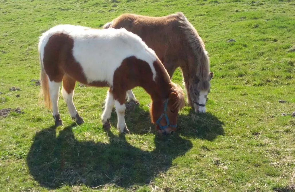 Ferienhaus direkt am Strand Hygge Cottage am Meer 1