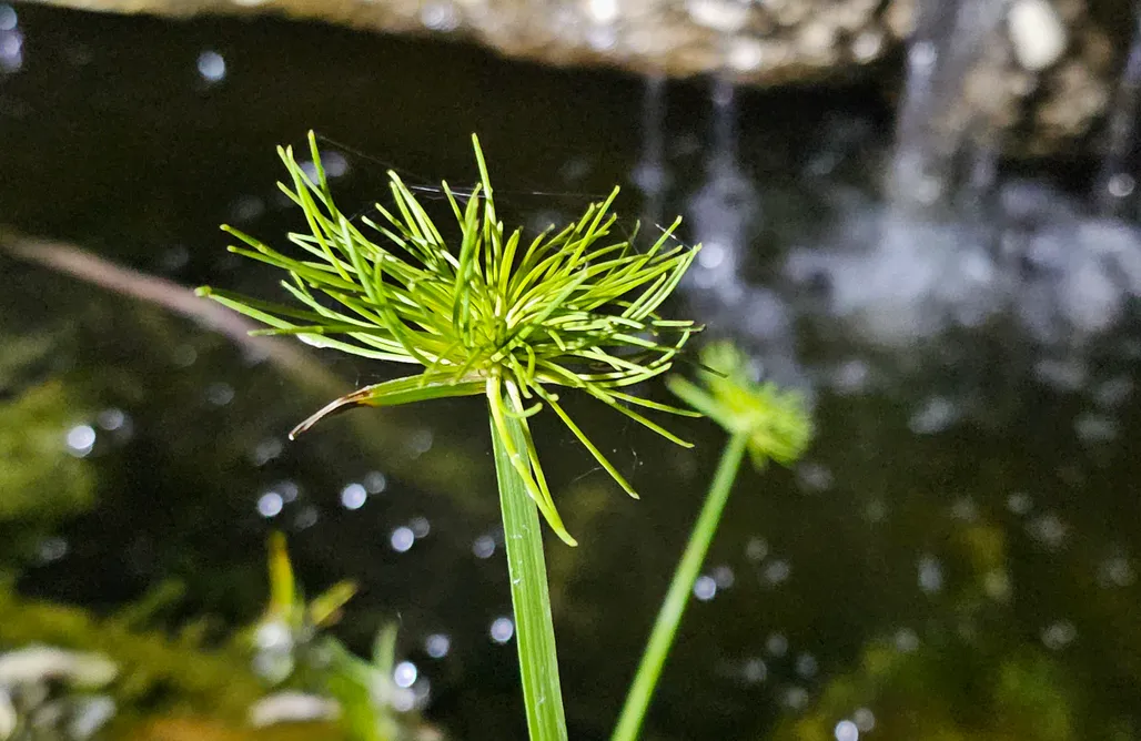 Hébergement AlohaCamp Senda de las Higueras 5