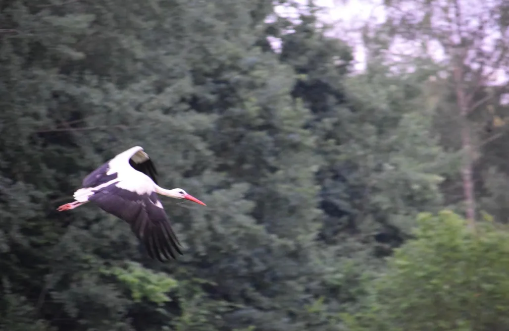 Orla noclegi Bocian nad Bugiem 1