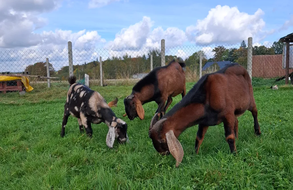 Izerska Zagroda AlohaCamp