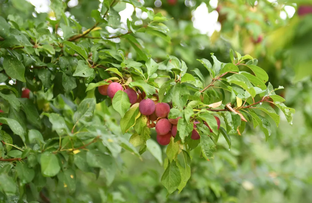 Ferienwohnung auf dem Gutshof Kilombo Kleinow AlohaCamp