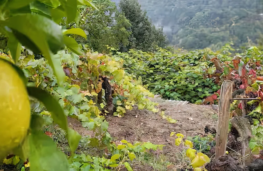 noclegi AlohaCamp Cabaña do rei  3