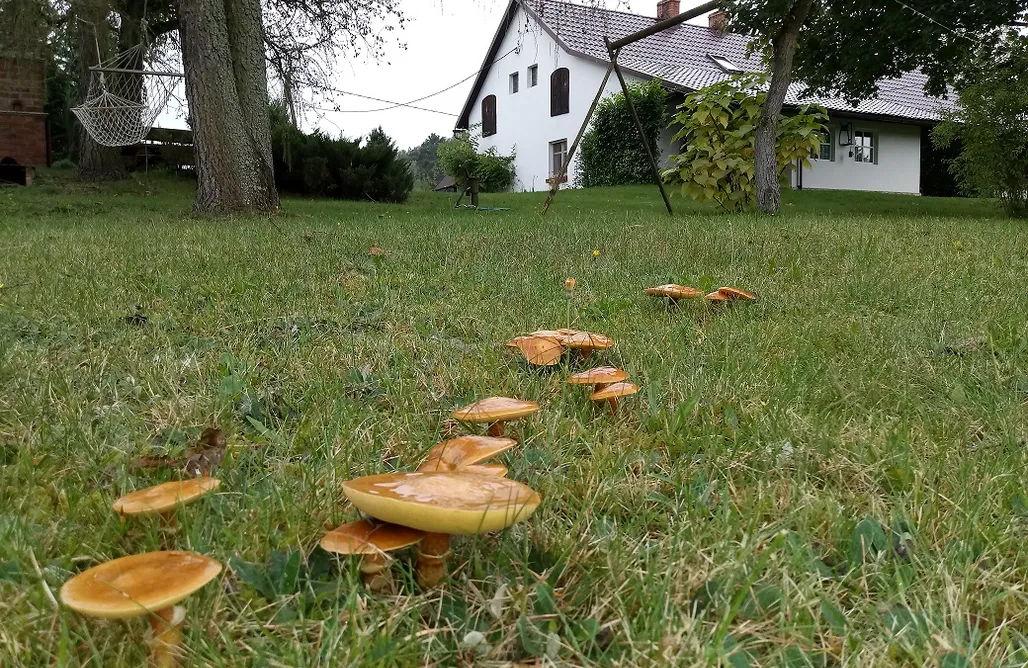 Weekend Dla Dwojga Karpaty Miejsce kamperowe i namiotowe - Chata w lesie 3