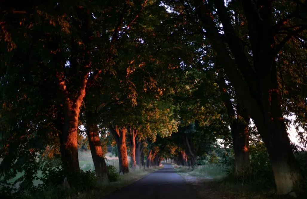 noclegi AlohaCamp Lawendowe Pole 1